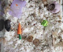 Princess – 6mo Dwarf Hamster with Full Setup - 10
