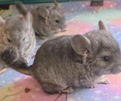 3 baby Chinchillas