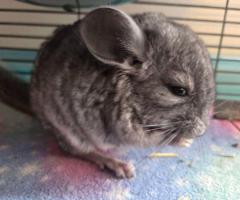 3 baby Chinchillas