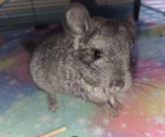 3 baby Chinchillas