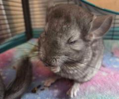 3 baby Chinchillas