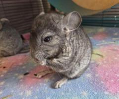 3 baby Chinchillas