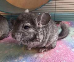 3 baby Chinchillas - 6