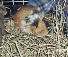 Pure Texel Guinea pig