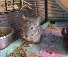 3 baby Chinchillas - 8