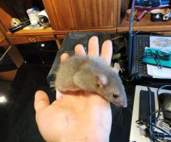 Sweet Handled Pet Fancy Rats
