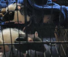 Sweet Handled Pet Fancy Rats