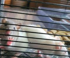 Sweet Handled Pet Fancy Rats