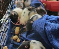 Sweet Handled Pet Fancy Rats