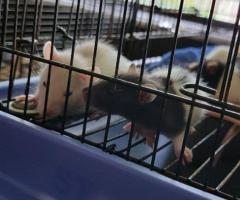Sweet Handled Pet Fancy Rats - 6