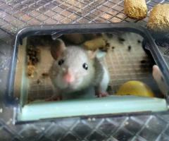 Sweet Handled Pet Fancy Rats - 7