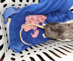 Sweet Handled Pet Fancy Rats - 8