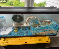2 Male Gerbils with Full Setup