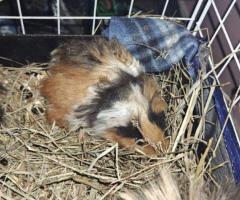 Pure Texel Guinea pig