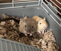 2 Male Gerbils with Full Setup