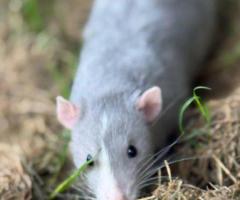 Looking for Pet Quality Rats & Mice