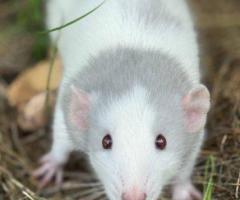 Looking for Pet Quality Rats & Mice