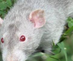 Looking for Pet Quality Rats & Mice