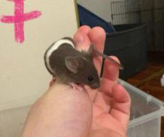 5 female baby mice