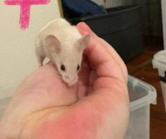 5 female baby mice