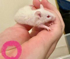5 female baby mice