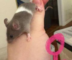 5 female baby mice