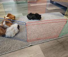8-Panel Small Pet Playpen