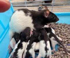 Young rats
