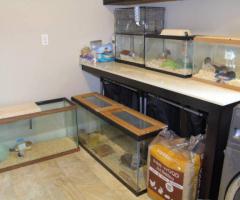 Live Feeder Mice – $3 Each