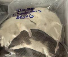 Overstock Jumbo Frozen Rats