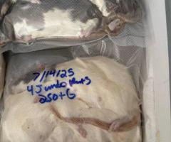 Overstock Jumbo Frozen Rats