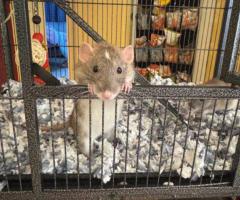 Sweet Twin Female Dumbo Rats