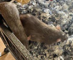 Sweet Twin Female Dumbo Rats