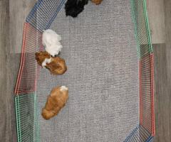 8-Panel Small Pet Playpen