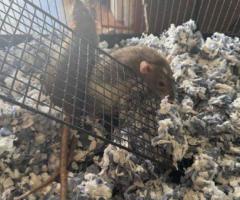 Sweet Twin Female Dumbo Rats - 6