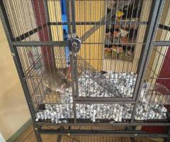Sweet Twin Female Dumbo Rats - 7