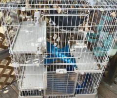 3 Level Ferret/Small Rodent Cage
