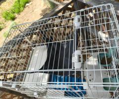 3 Level Ferret/Small Rodent Cage