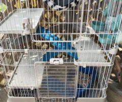 3 Level Ferret/Small Rodent Cage