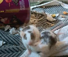 3 Female Pet Mice – $20 for All