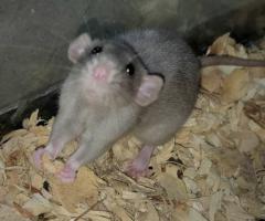 Baby Dumbo & Fancy Rats