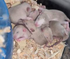 Baby Dumbo & Fancy Rats