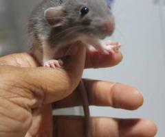Baby Dumbo & Fancy Rats