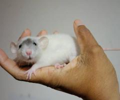 Baby Dumbo & Fancy Rats