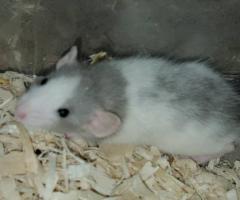 Baby Dumbo & Fancy Rats