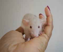 Baby Dumbo & Fancy Rats - 6