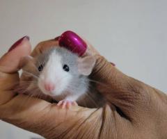 Baby Dumbo & Fancy Rats - 7