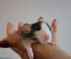 Baby Dumbo & Fancy Rats - 8