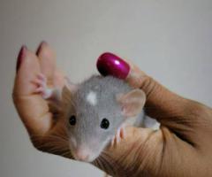 Baby Dumbo & Fancy Rats - 9