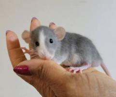 Baby Dumbo & Fancy Rats - 10